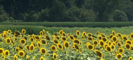 A field of bright yellow sunflowers in front of tall green grass and a forest of trees